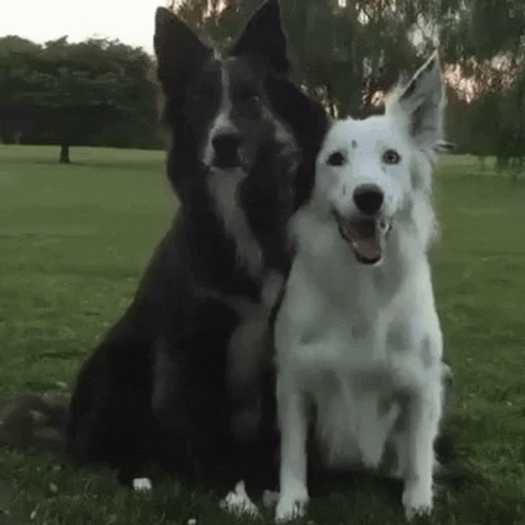 Two shepherd dogs. One hugs the other with its two front legs.