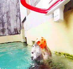 gif of an otter leaping out of a pool and dunking a ball in a basketball hoop