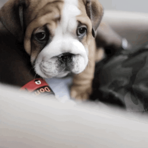 gif of a puppy with puppy dog eyes