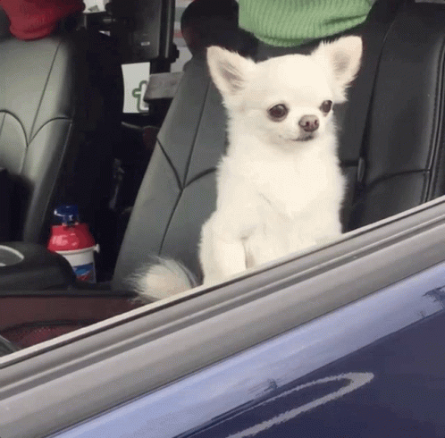 a small dog waking up and looking out an open car window