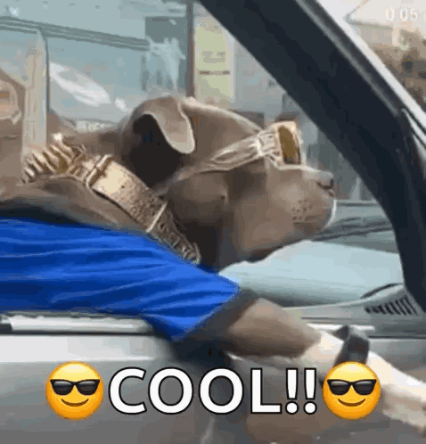 GIF of a dog with sunglasses leaning out a car window