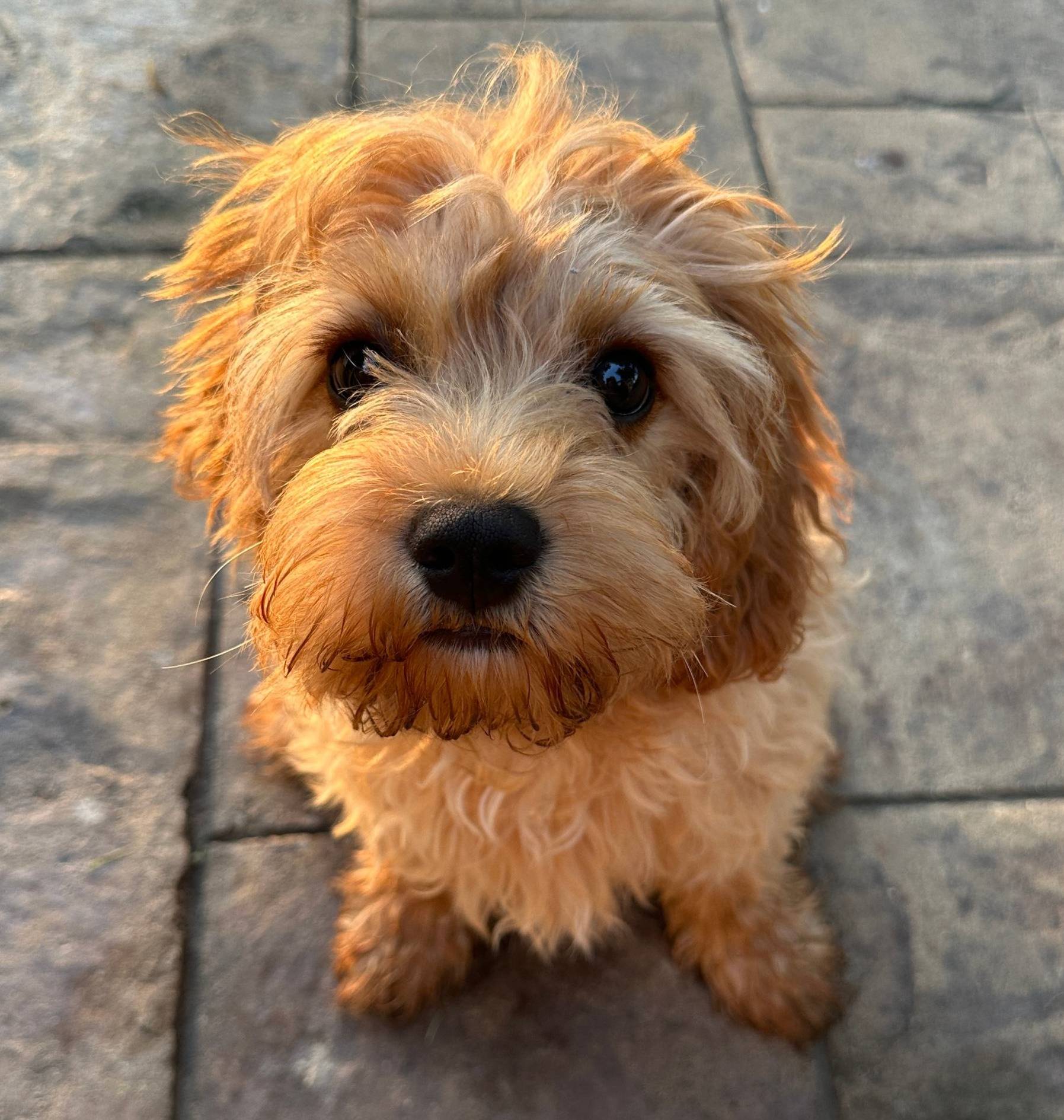 Photo of our new puppy, Charlie, sitting and looking into the camera.