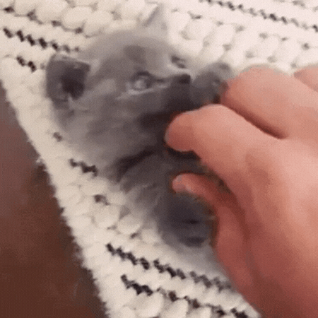a gif of a cute kitten reaching its arms wide after someone scratches its chest