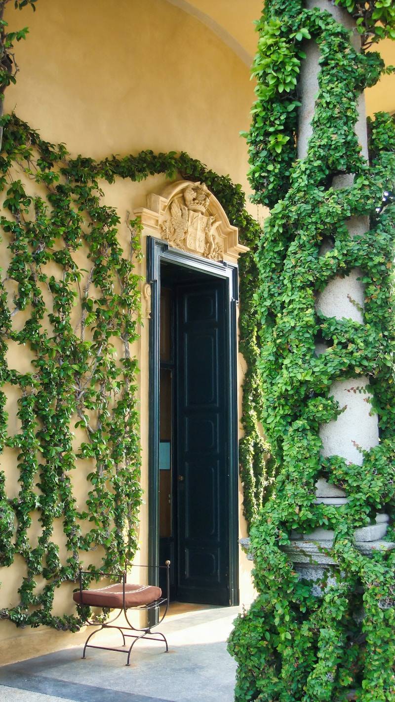 An open doorway covered in ivy with a small chair.