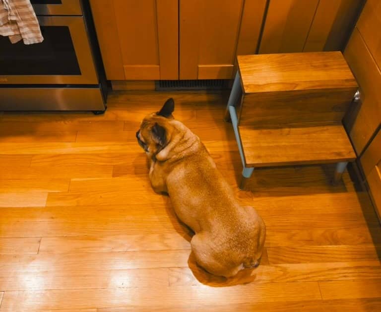 French bulldog sitting by a heating vent