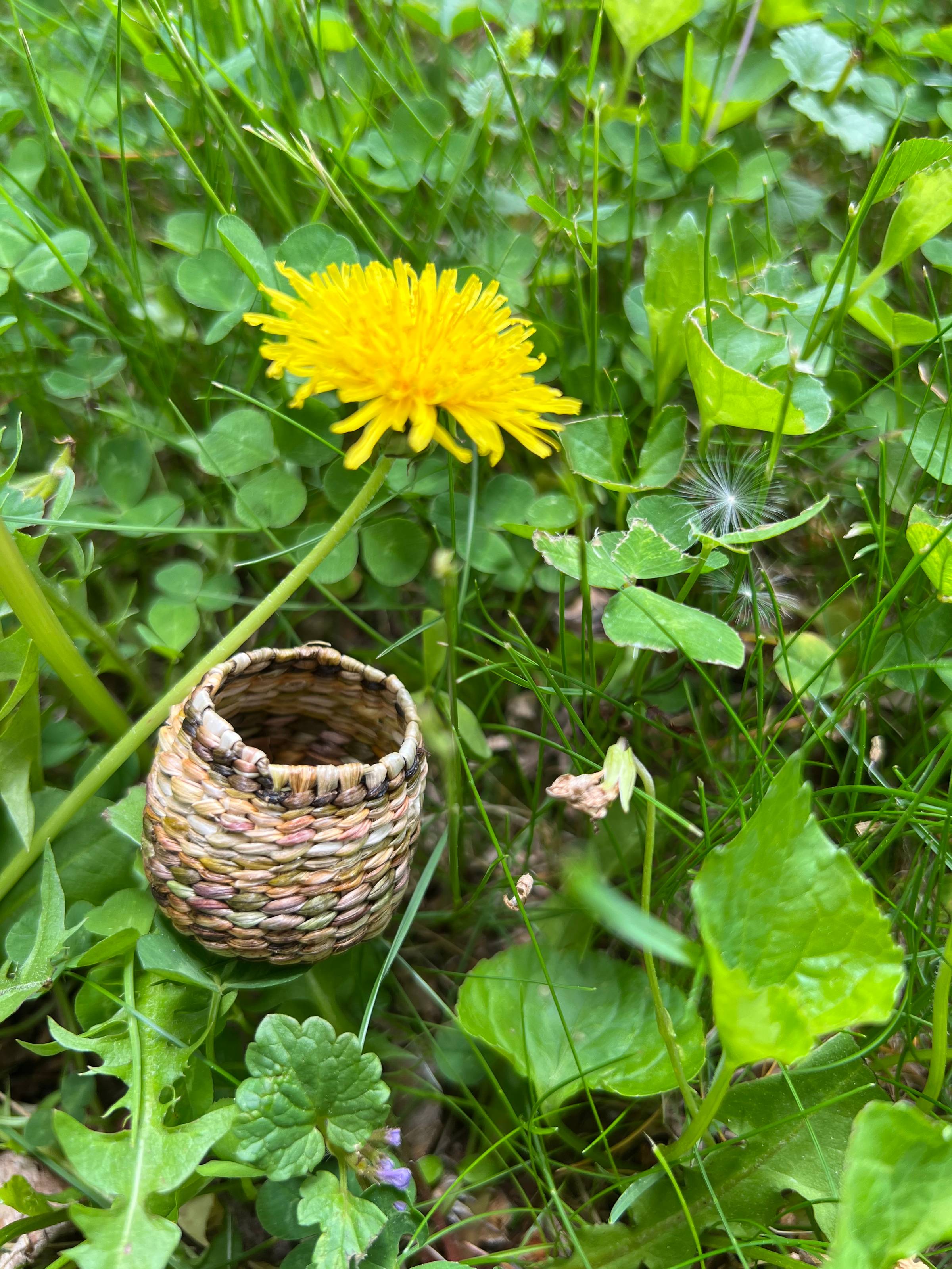 Dandelion and tiny basket