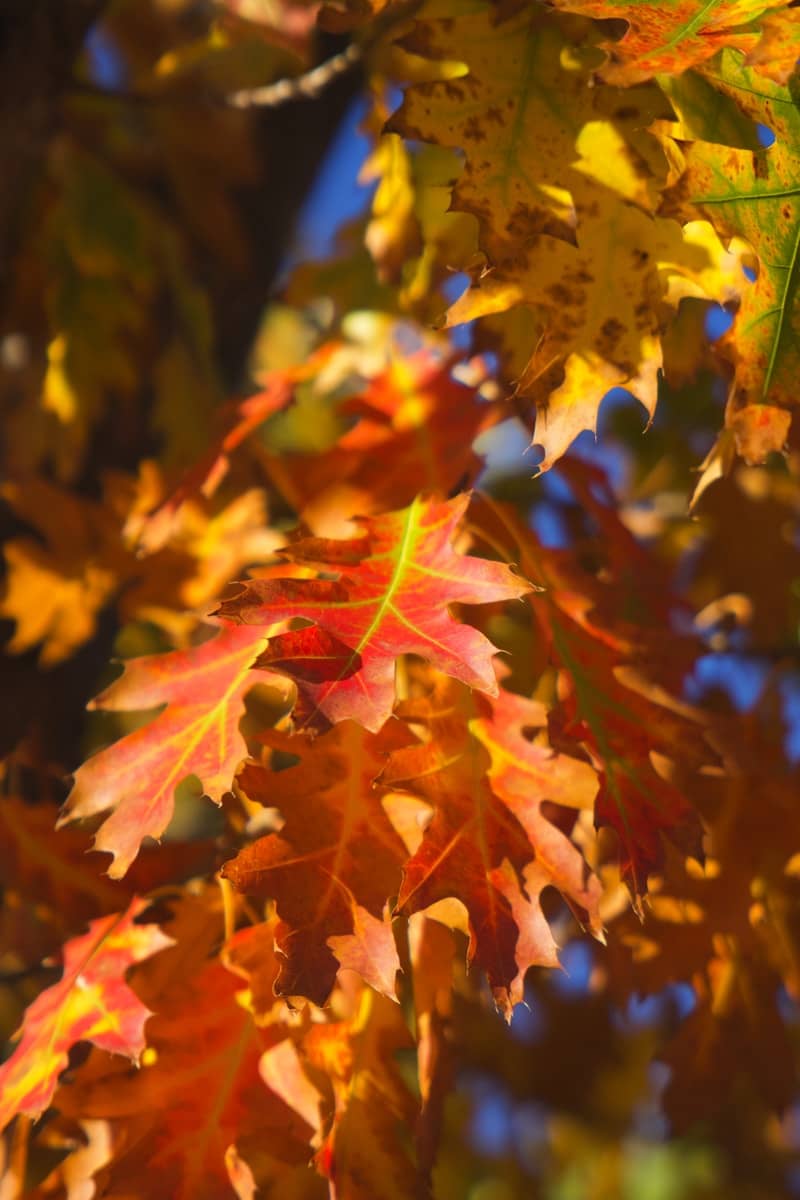 Autumn oak leaves in warm sunlight