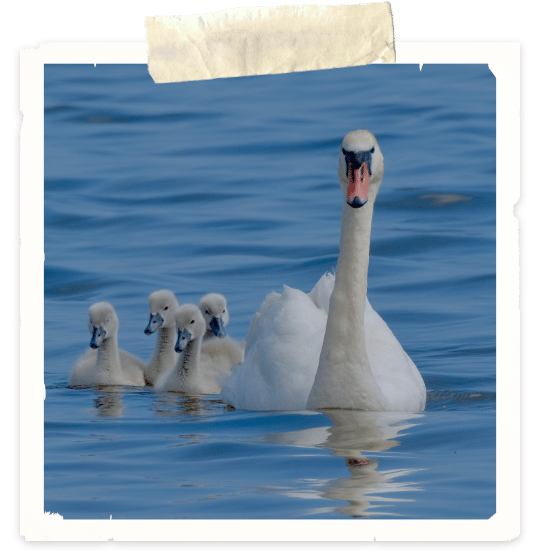 A photo of an adult swan leading five fluffy cygnets on blue lake.