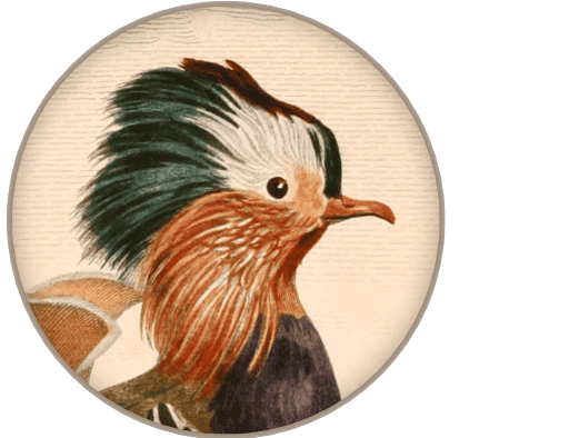 Illustration of a Mandarin duck with a distinctive multicolored crest, showing intricate details in its plumage. The background is a light, textured beige, highlighting the bird's vibrant colors.