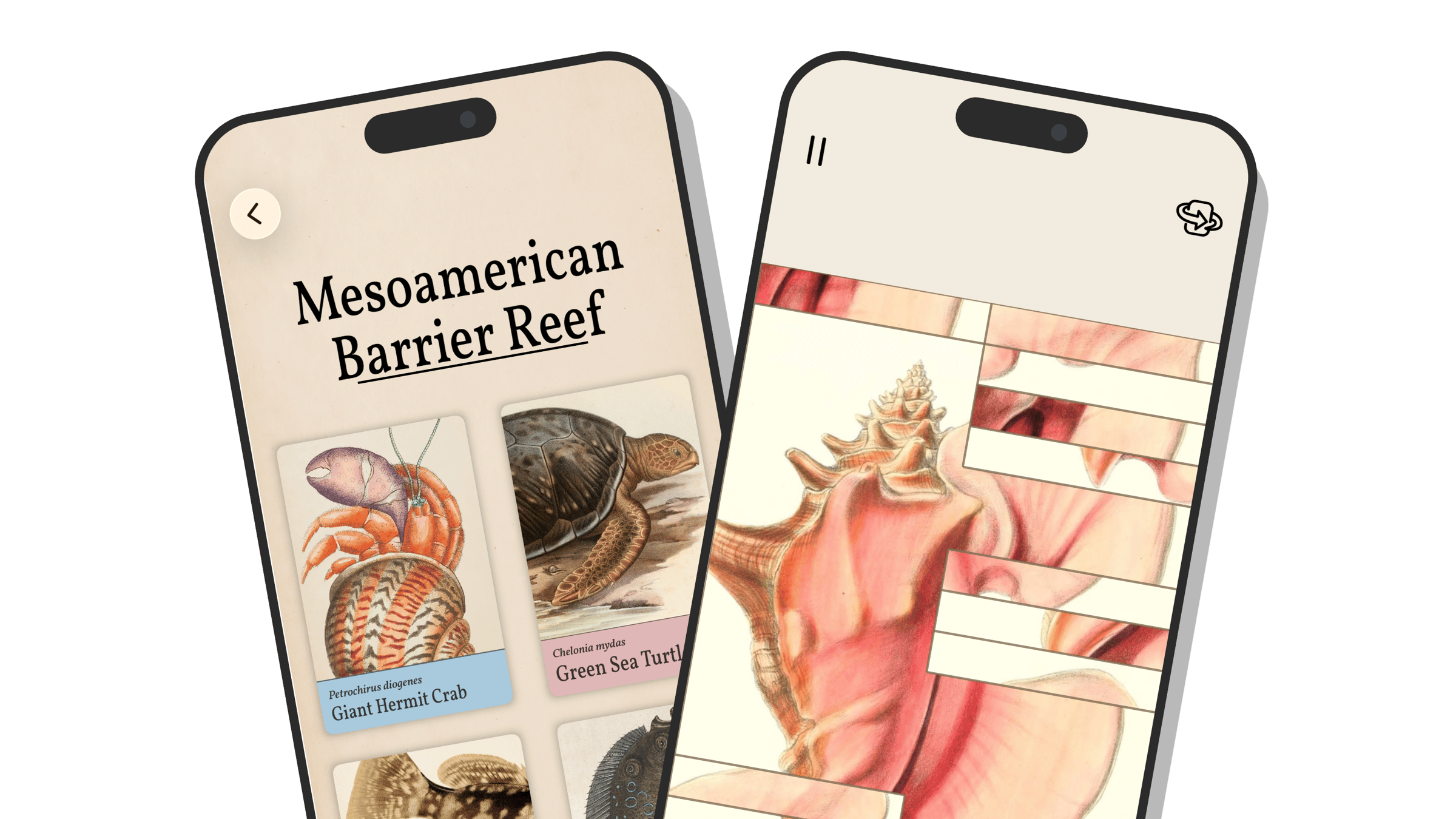Promo image showing two cut off iPhones overlapping. The left one shows the overview of the Mesoamerican Barrier Reef puzzles. The right one shows the queen conch puzzle, partially solved