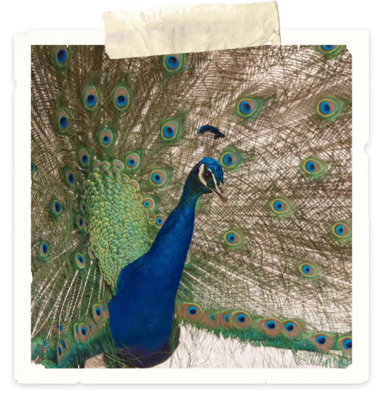 A photo of a peacock. You can see its blue neck and head, plus a section of its colorful green, blue and brown feathers.