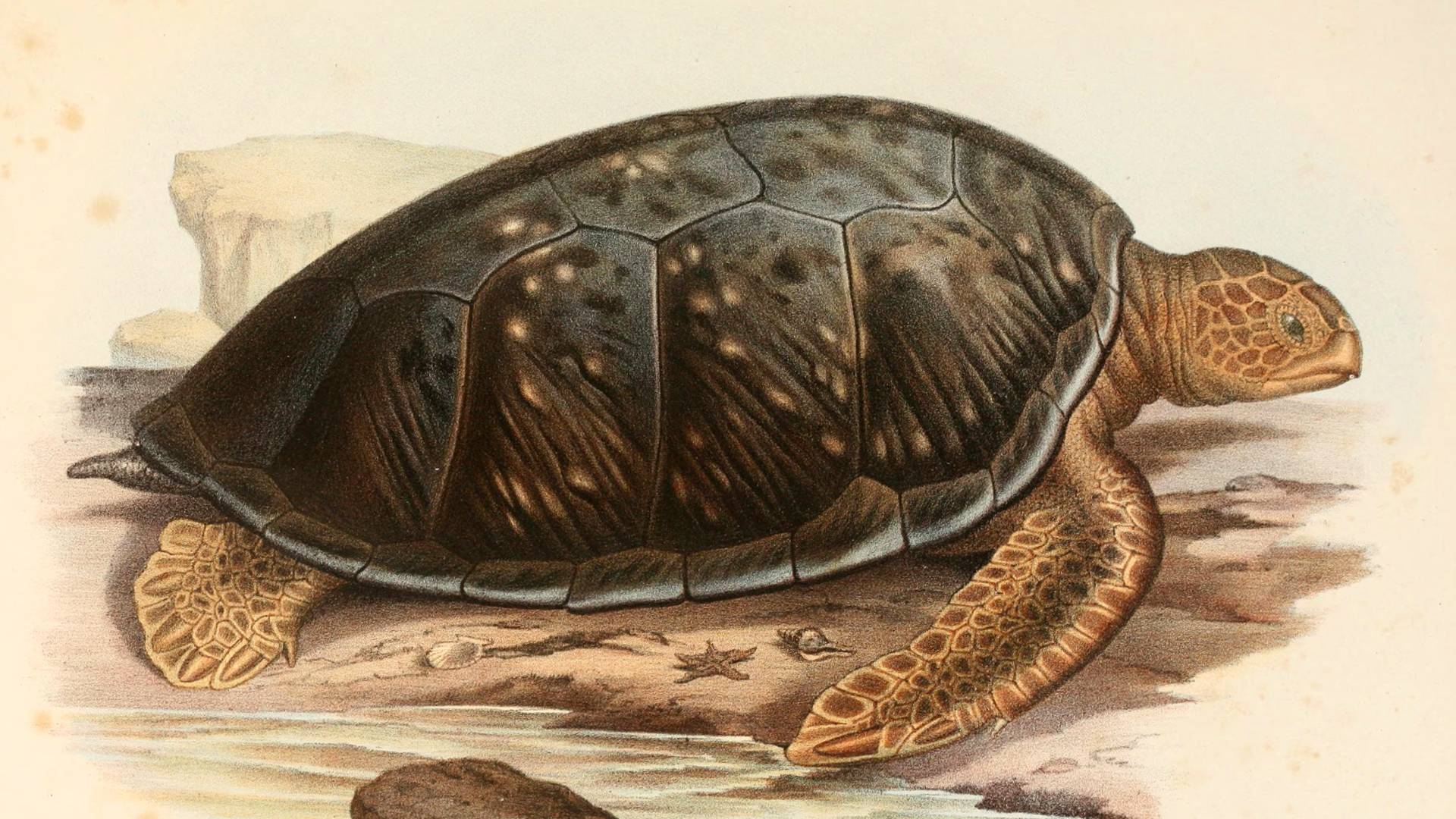 Historical drawing of a green sea turtle on the beach