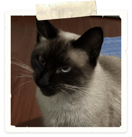 A photo of a siamese cat looking to the top left corner