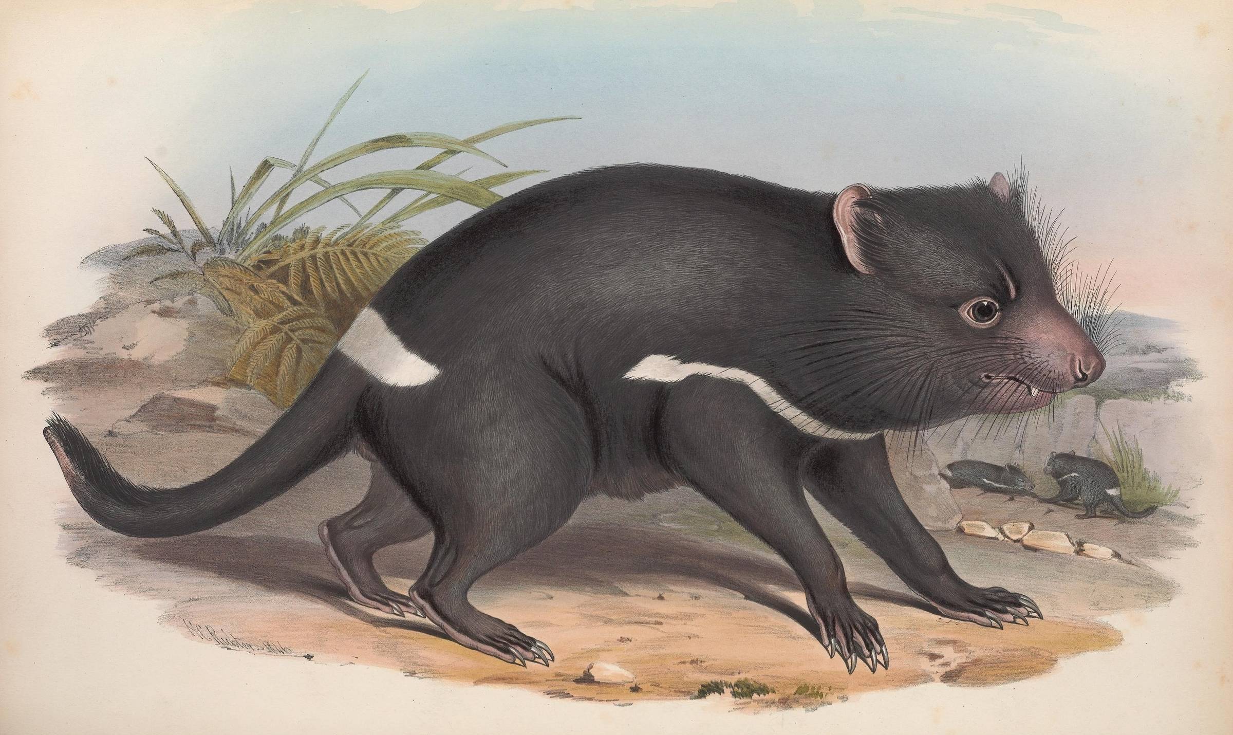 Historical drawing go a Tasmanian Devil