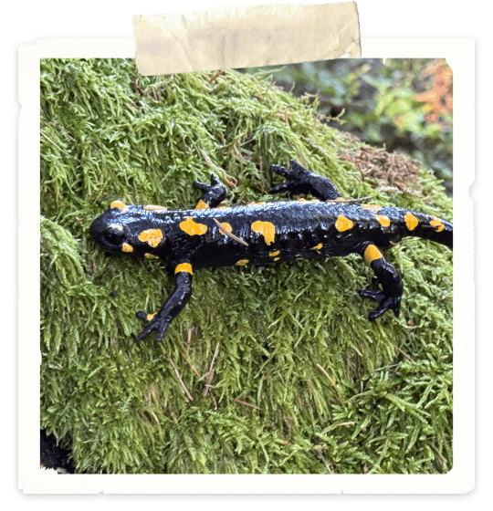 A photo of fire salamander crawling on a mossy tree branch.
