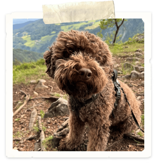 A photo of brown lagotto dog sitting in front of a mountainous scene, looking towards the camera.