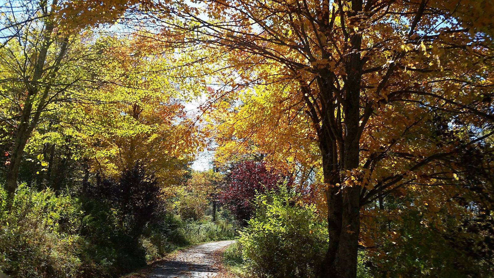 Fall foliage on our road next to the barn