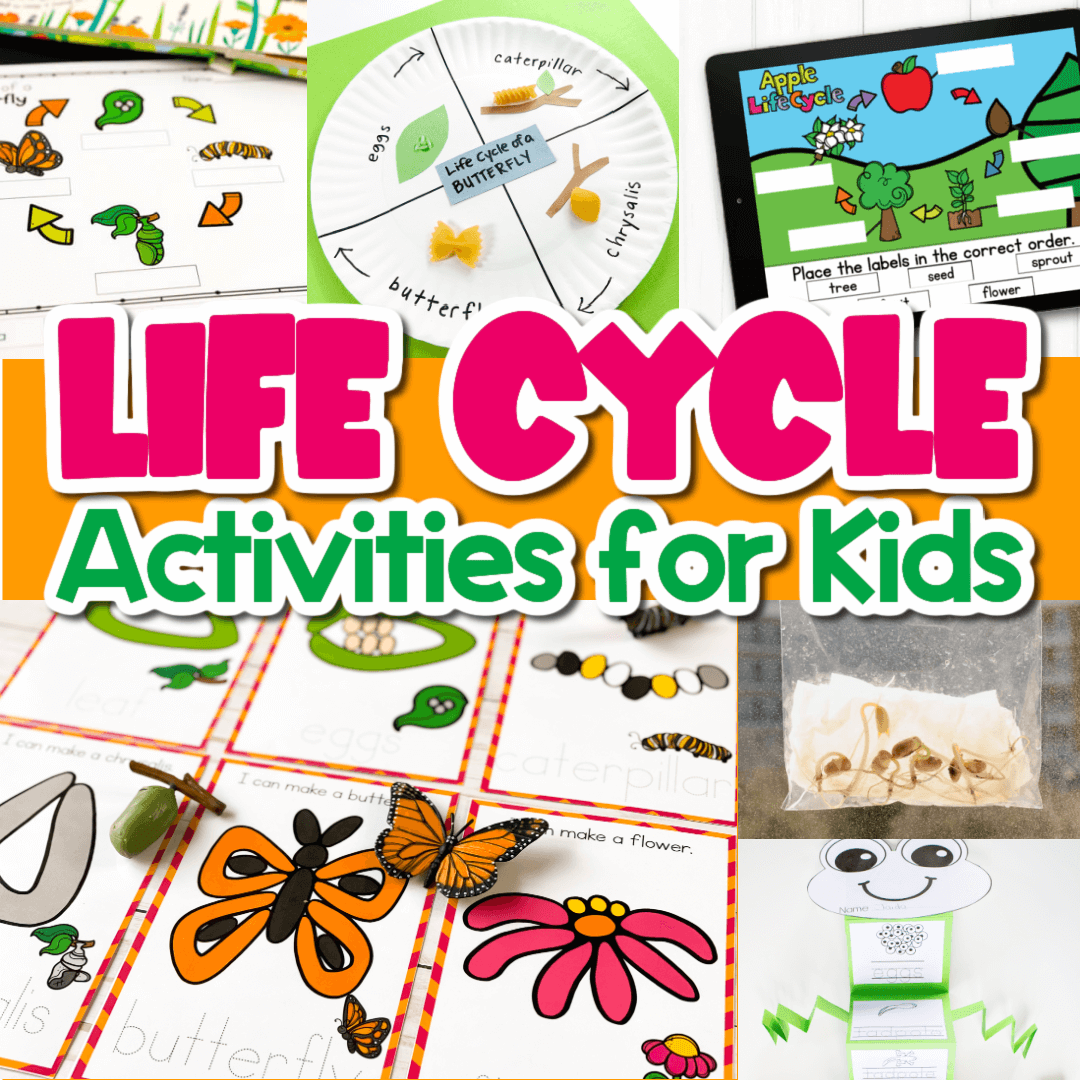 collage of photos showing life cycle activities for kids