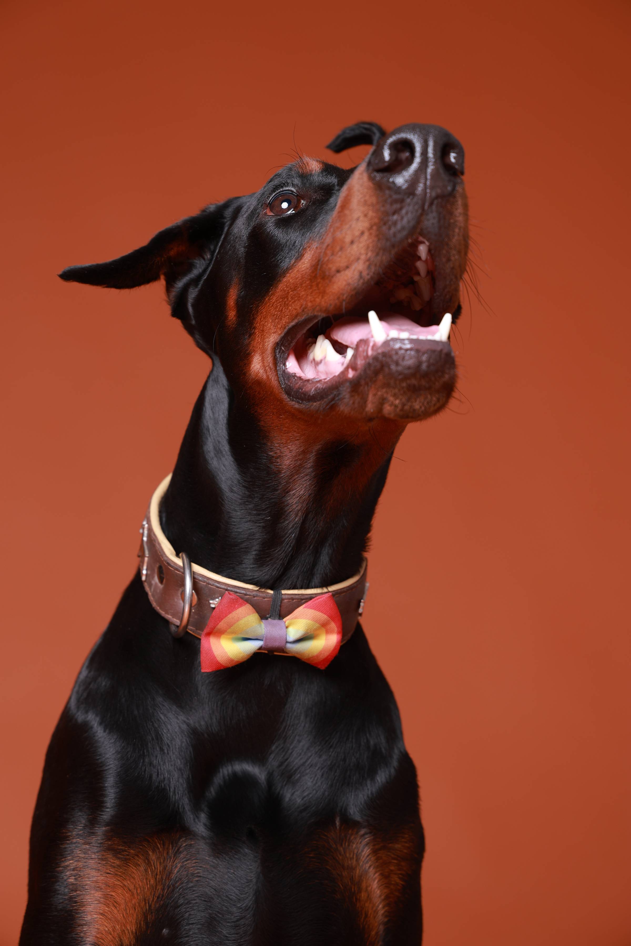 Beth's dog Aslan smiling to the top right of the camera angle, wearing a rainbow bow tie 