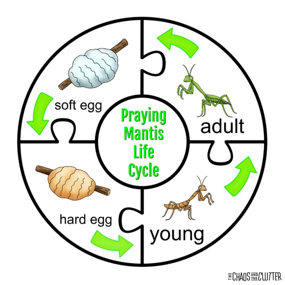 Praying Mantis Life Cycle Sensory Bin