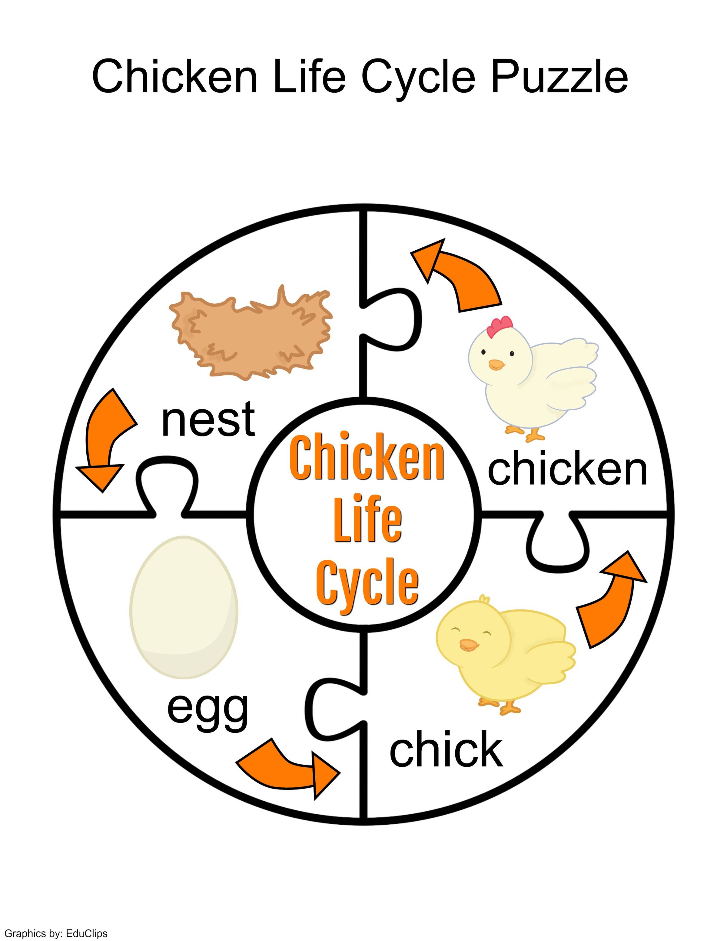Want An Easy Fix For Your Life Cycle Of A Chicken Activities For 
