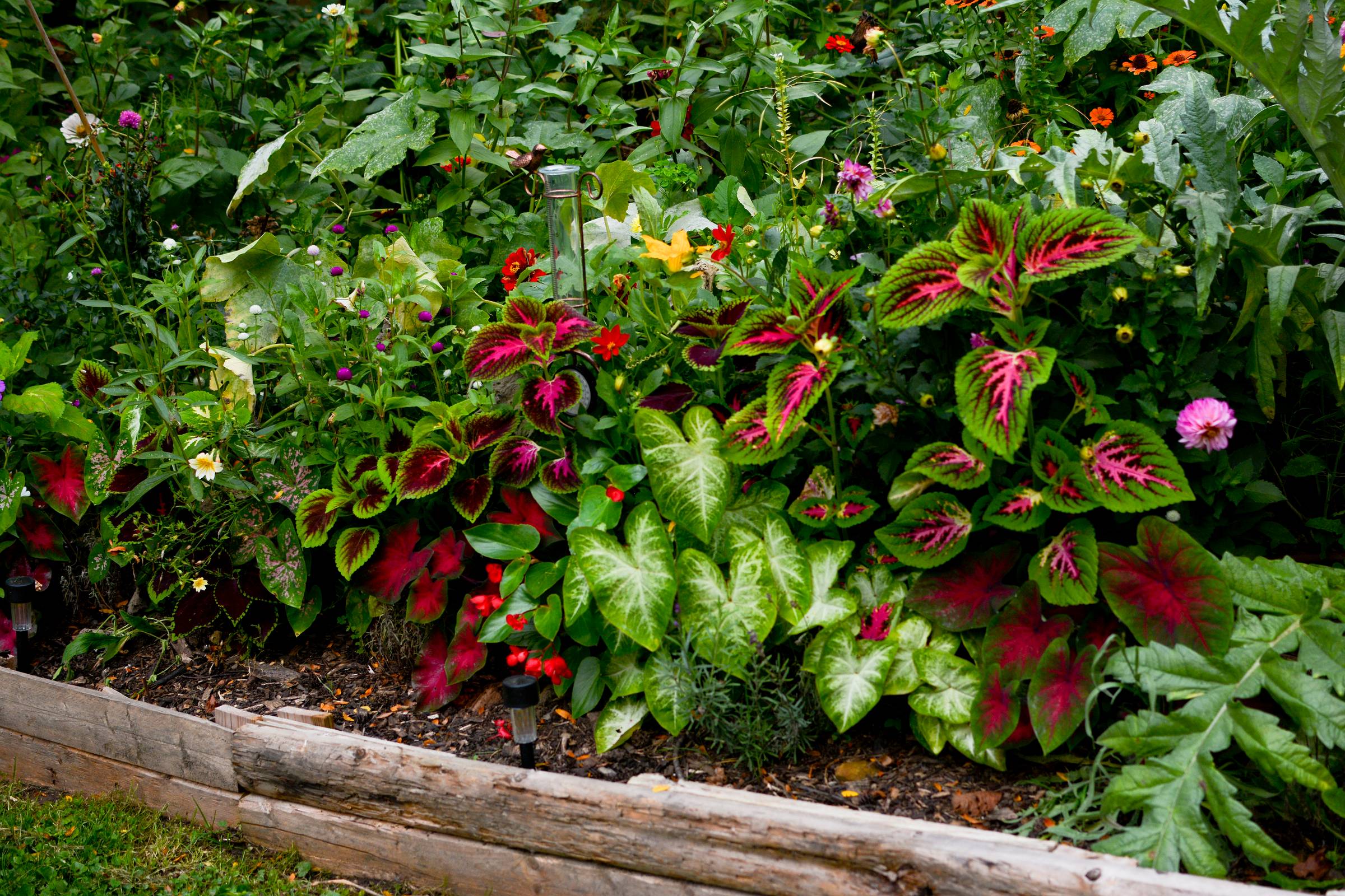 Garden with coleus and caladium