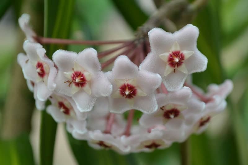 Cluster of delicate pale pink star-shaped flowers