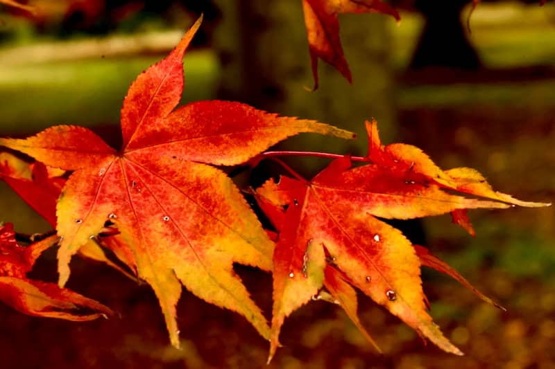 Close-up of autumn maple leaves with water droplets.
