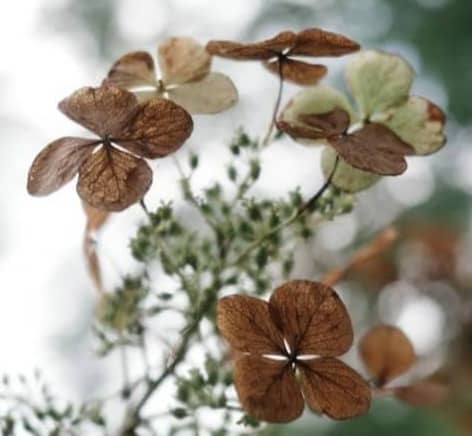 Dried brown flowers with green leaves and a soft background.