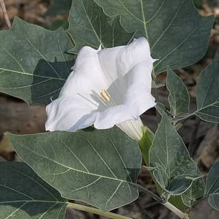 sacred datura