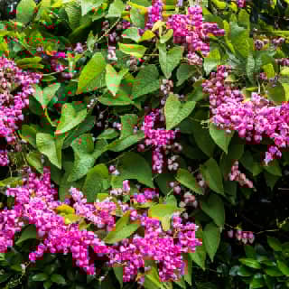 queen's wreath vine