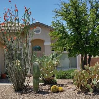 front yard of native plants