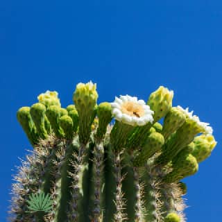 saguaro flowers