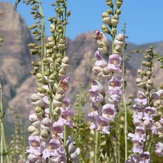 palmer's penstemon