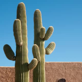saguaros