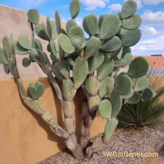 Indian fig