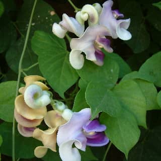 snail vine flowers