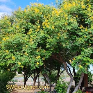 mexican bird of paradise