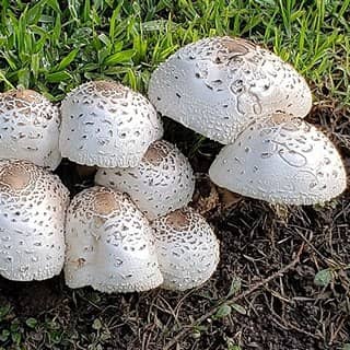mushrooms