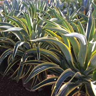 octopus agave