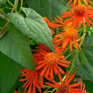 mexican flame vine