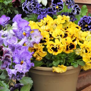 pansies
