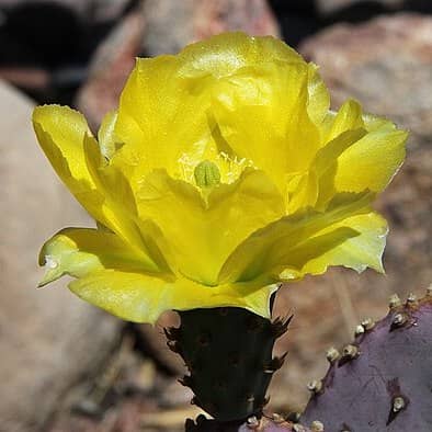 prickly pear flower