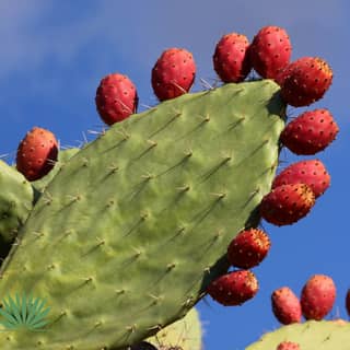 prickly pear fruit