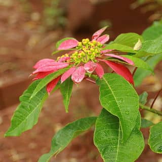 poinsettia