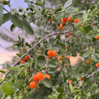 desert hackberry