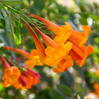 orange jubilee