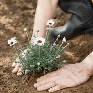 planting daisy