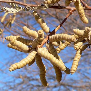 screwbean mesquite pods