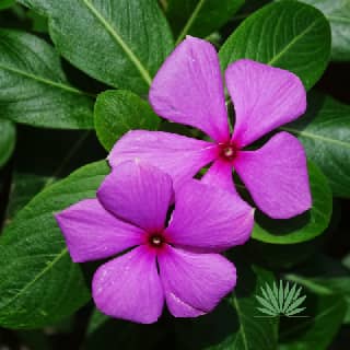 madagascar periwinkle